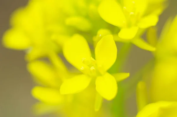 Sinapis Arvensis Detail Diplotaxis Kvetoucí Řepkový Řepkový Kanola Nebo Colza — Stock fotografie