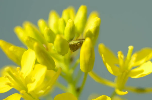 Gözyaşı tohumu çiçeği. Diplotaxis arvensis detayı. Latince Brassica Napus 'ta çiçek açan kanola ya da colza, yeşil enerji ve petrol endüstrisi için bitki, yeşil çimlerde tecavüz tohumu.