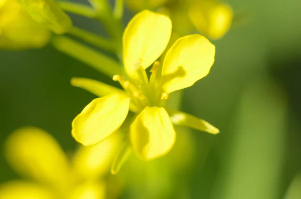 Rapeseed Flower Sinapis Arvensis Details Diplotaxis Flowing Rapeseed Canola Colza — 스톡 사진