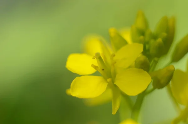 Rapeseed Flower Sinapis Arvensis Details Diplotaxis Flowing Rapeseed Canola Colza — 스톡 사진