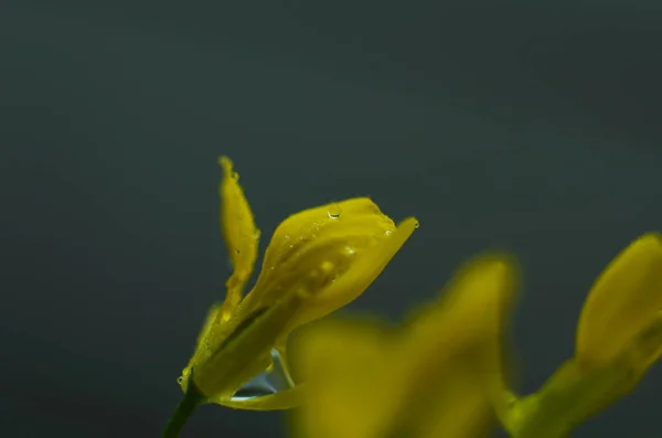 Rapeseed Flower Sinapis Arvensis Detail Diplotaxis Flowering Rapeseed Canola Colza — стоковое фото