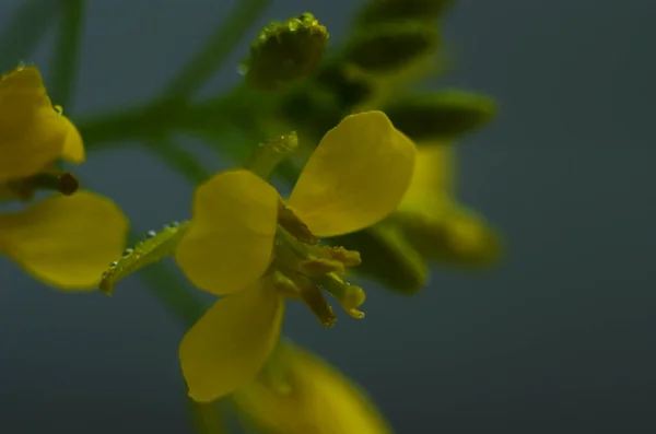 Sinapis Arvensis Detail Diplotaxis Kvetoucí Řepkový Řepkový Kanola Nebo Colza — Stock fotografie