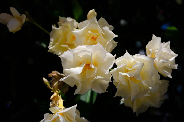Közelkép Oleander Rose Bay Nerium Sweet Petite Vagy Törpe Oleander — Stock Fotó
