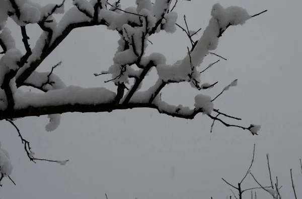 Schneebedeckte Äste Gegenlicht Winterwald Hintergrund Sträucher Unter Dem Schnee Weißer — Stockfoto