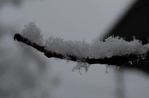 Ośnieżone Gałęzie Podświetlenie Zimowe Tło Lasu Krzewy Krzaki Pod Śniegiem — Zdjęcie stockowe