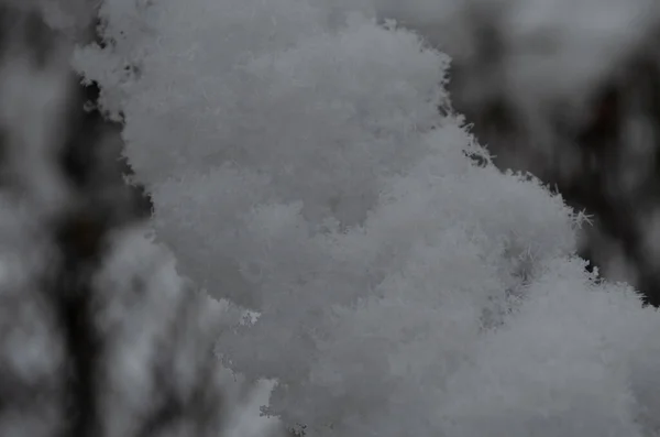 Kar Dalları Kapladı Arka Işık Kış Ormanı Geçmişi Karların Altında — Stok fotoğraf