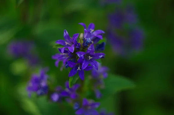 Delikatne Niebieskie Kwiaty Dzwonu Kwietniku Lecie Wśród Zielonej Trawy Ogrodzie — Zdjęcie stockowe