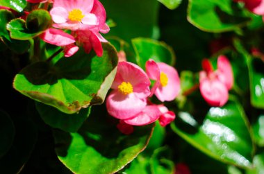 Begonyalar, semperfloren begonyalar, bahçede, begonyayı yakın planda tutarlar.