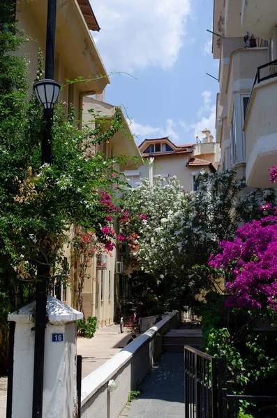 Florido Grande Buganvília Roxo Planta Árvore Rua Uma Aldeia Mediterrânea — Fotografia de Stock