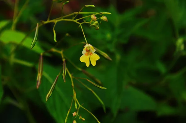 Flowering True Balsam Impatiens Noli Tangere Forest Blurred Background — Stock Photo, Image