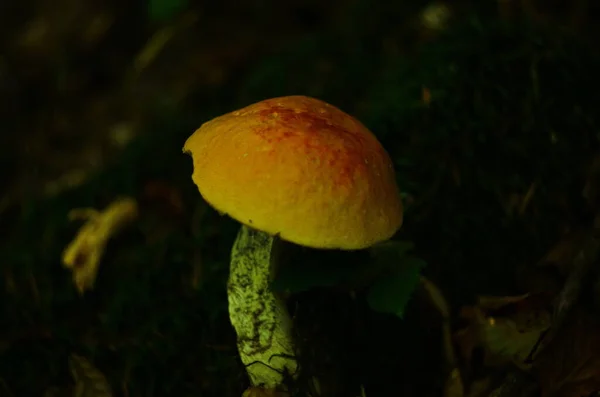 Champignon Avec Chapeau Orange Pousse Sur Fond Flou Sol Beau — Photo