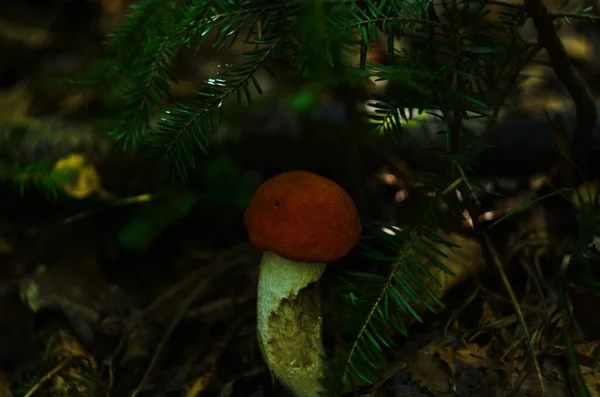 Mushroom Orange Cap Grows Ground Blurred Background Beautiful Ripe Large — Stock Photo, Image
