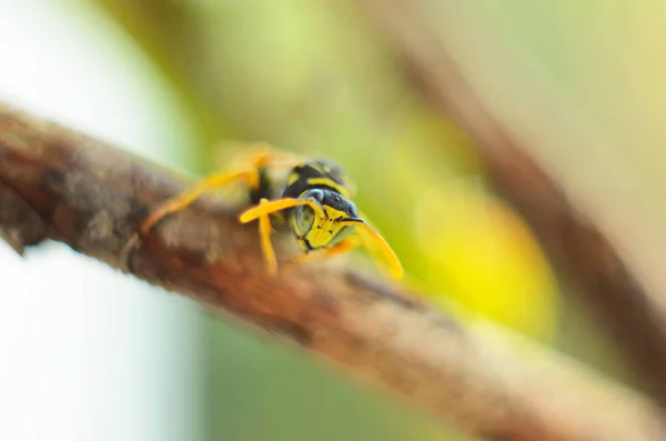 Una Avispa Posada Una Rama Sobre Fondo Negro Aislado —  Fotos de Stock