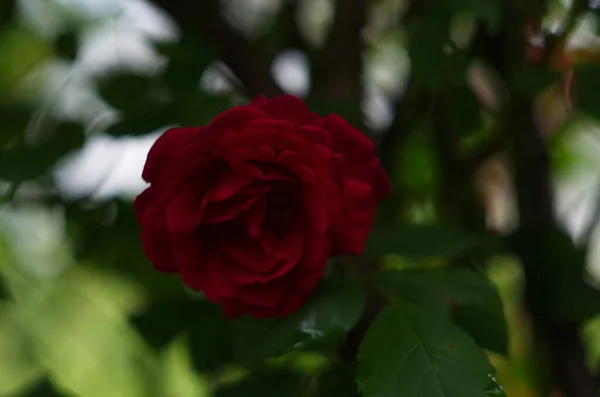 Rote Rose Auf Grünem Ast Aus Nächster Nähe — Stockfoto