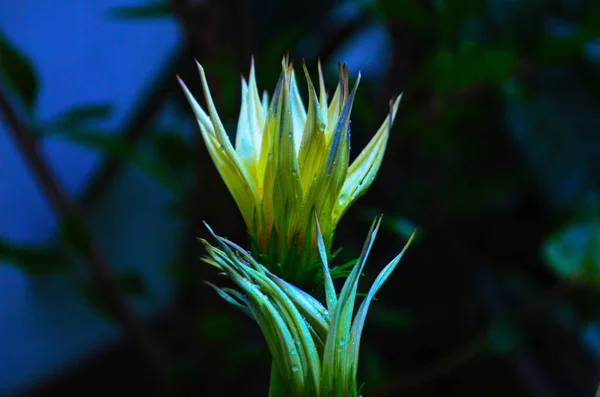 Primer Plano Gazania Rigens Flower Flor Macetas Gazania Rigens Flor — Foto de Stock