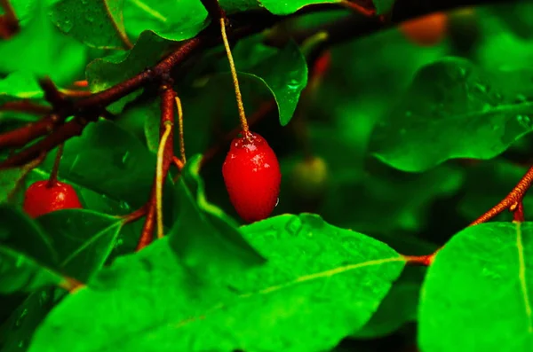 Vörös Bogyók Elaeagnus Multiflora Egy Ágon Kertben Eső Után — Stock Fotó