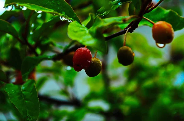 Red Berries Elaeagnus Multiflora Branch Garden Rain — Fotografia de Stock