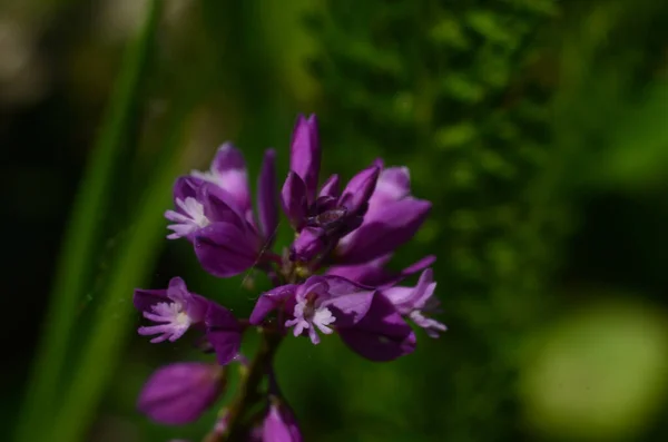 Μακροφωτογραφία Του Βοτάνου Thymus Serpyllum Θυμάρι Του Breckland Μπρέκλαντ Άγριο — Φωτογραφία Αρχείου