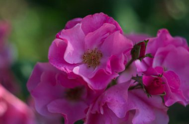 Üstü açık, kapalı melez çay gülü manzarası. Bitkinin her yerinde açık yapraklı büyük pembe çiçekler tomurcuklar ve köklerinin sonunda yeni bir çiçek yetişiyor..