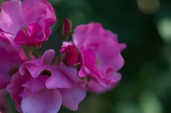 Top Close View Blooming Hybrid Tea Rose Large Pink Flowers — ストック写真