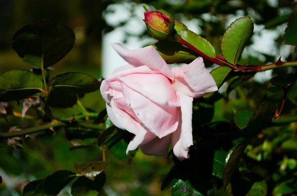 Pink Rose Flower Rose Garden Side View Soft Focus High — Stock Photo, Image