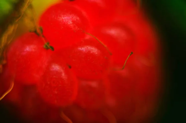 Makro Owoce Dojrzałe Malina Ekstremalne Zbliżenie Czarne Tło Format Poziomy — Zdjęcie stockowe