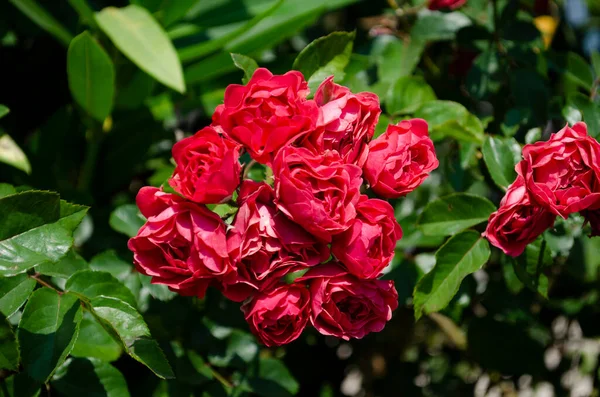 Underbar Blommande Röd Ros Trädgården — Stockfoto