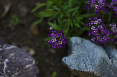 Violet Alyssum çiçekleri kapanıyor. Bahçe yatağında çiçek açan alkalssum.