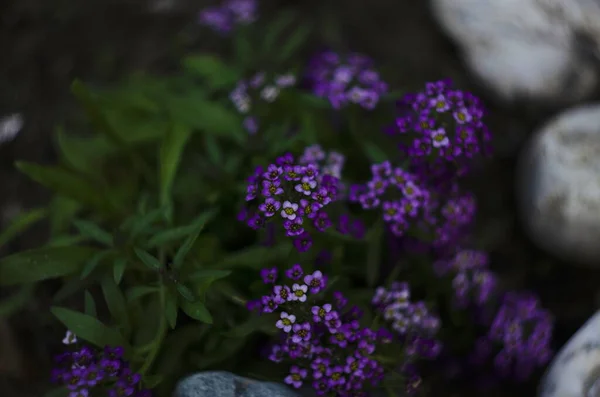 Flores Alisa Violeta Cierran Alyssum Floreciente Cama Del Jardín —  Fotos de Stock