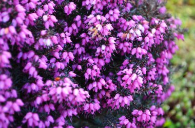 Çiçekli Calluna vulgaris. Çiçekli çalılar Calluna vulgaris seçici odaklanma