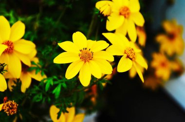 Coreopsis verticillata ya da iplik yaprağı coreopsis zagreb sarı çiçekleri kapatın