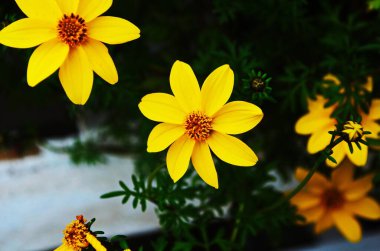 Coreopsis verticillata ya da iplik yaprağı coreopsis zagreb sarı çiçekleri kapatın