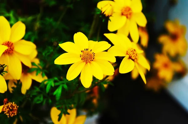Coreopsis verticillata ya da iplik yaprağı coreopsis zagreb sarı çiçekleri kapatın
