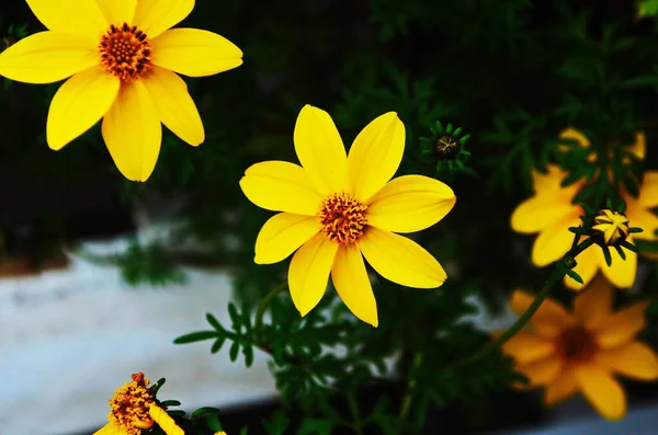 Coreopsis verticillata ya da iplik yaprağı coreopsis zagreb sarı çiçekleri kapatın