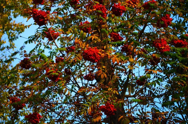 Red Orange Ripe Rowan Fruits Berries Green Leaves Rowan Berry — стоковое фото