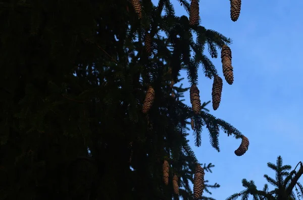 Long Young Fir Cones Hang Tree Background Green Needles — Stockfoto