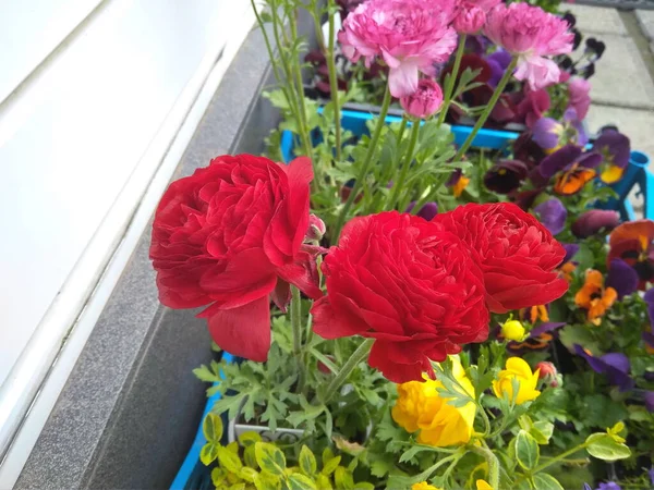 Champ Fleurs Ranunculus Fleurs Colorées — Photo
