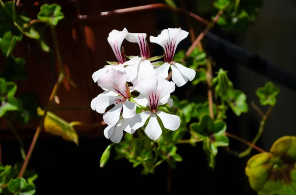 Grande Petúnia Branca Uma Espécie Petúnias Também Conhecida Como Petúnia — Fotografia de Stock