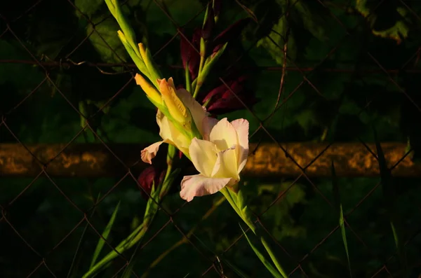 Rosa Gladiolen Gladiolen Blume Regentropfen Auf Blume Frühlingsgarten Mit Gladiolen — Stockfoto