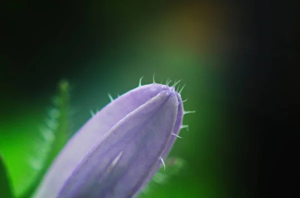 Perzikbloemenknop Latijnse Naam Campanula Persicifolia Close — Stockfoto