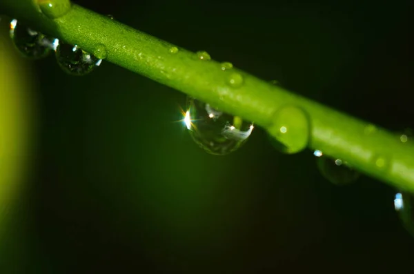 Abstrakter Grüner Hintergrund Nahaufnahme Eines Tropfens Wasser Auf Einem Ast — Stockfoto