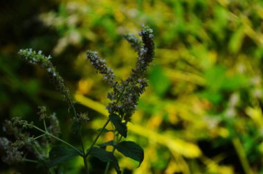 Taze nane çiçekleri açık havada, nane çiçekleri kapalı.
