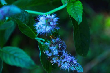 Taze nane çiçekleri açık havada, nane çiçekleri kapalı.
