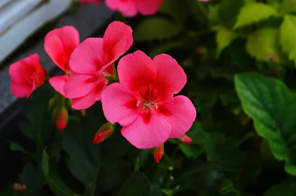 Flowers Geraniums Red Pink Colors Pelargonium — Fotografia de Stock