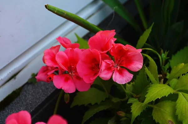 Flowers Geraniums Red Pink Colors Pelargonium — Fotografia de Stock