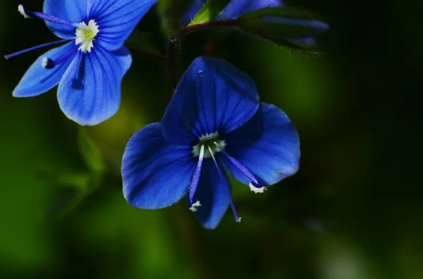 Veronica Chamaedrys Germander Speedwell Kwitnące Rośliny Małe Kwiaty Głęboko Niebieskimi — Zdjęcie stockowe
