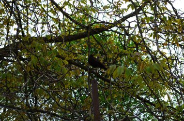 Akşam vakti yaprak döken ormandaki ağaç dalında oturan sağdaki ardıç kuşuna dikkatlice bakın.