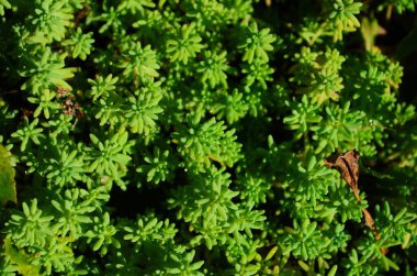 Doğadaki taşların çeşitli çeşitleri, yüzeysel alan derinliğine dikkat edin.