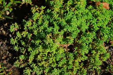Doğadaki taşların çeşitli çeşitleri, yüzeysel alan derinliğine dikkat edin.