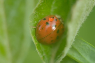 çim, bulanık yakın çekim yaprak yeşil üzerinde kırmızı uğur böceği